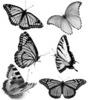 butterfly-brushes