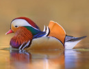 mandarin_duck-