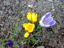 crocusi