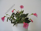 Kohleria Laura 14