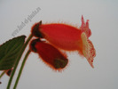 Kohleria Norrsken 10