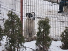 poze caini 31.01.2010 006