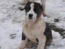 poze caini 31.01.2010 028