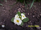 primula