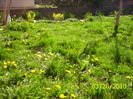 papadii prin iarba de acasa