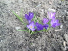 crocusi mov