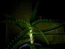 aloe