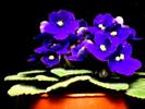 violete