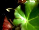 begonia gata sa infloreasca