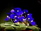 violete