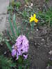 Hyacinth & Daffodil (2009, April 07)