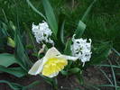 White spring (2009, April 11)
