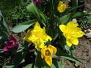 Yellow tulips (2009, April 16)