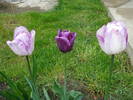White & Purple tulips (2009, April 26)