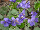 Sweet Violet (2010, April 01)