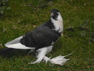 DSCF0079