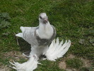 DSCF0080