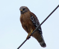 singuraticul