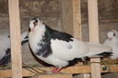 mascul_6590