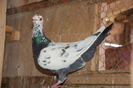 mascul nr.1