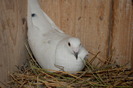femela_6599