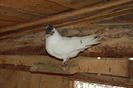 Femela_6604