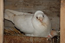 Mascul_6610
