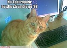 poza-amuzanta-pisica-nu-stie-sa-foloseasca-windows-98
