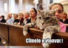 poza-amuzanta-pisica-sustine-vinovatia-cainelui