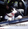 poze-amuzante-poza-amuzanta-pisica-face-legea-in-trafic