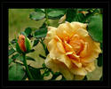 yellow rose4