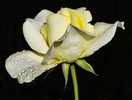 white rose