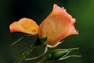 rose1