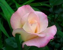 rose3