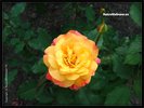 rose yellow2