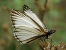 butterfly3