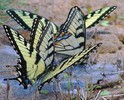 butterfly4
