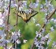 butterfly5