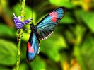 butterfly6