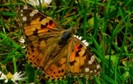 butterfly7