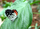 butterfly8