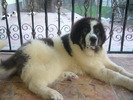 KEFIR-5 luni