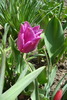 Tulipa Blue