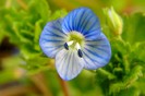 Veronica Persica 2