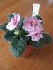 Aca's pink delight (bob serbin sport)