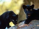 animals_panther001