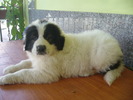 LUIZA -6 sapt