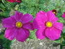 Cosmos bipinnatus, pink