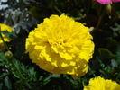 Tagetes, yellow marigold