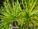 Sciadopitys verticillata